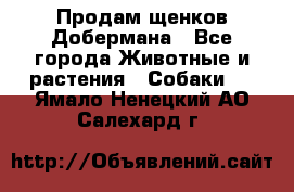 Продам щенков Добермана - Все города Животные и растения » Собаки   . Ямало-Ненецкий АО,Салехард г.